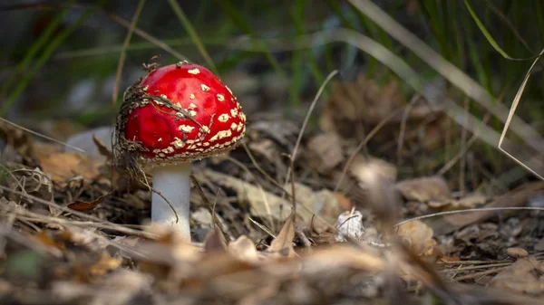Amanita Muscaria Mosca Agaric Cogumelos Vermelhos Com Manchas Brancas Grama — Fotografia de Stock