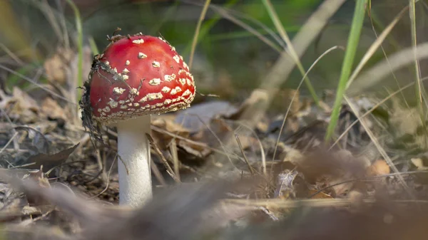 Amanita Muscaria Vliegenzwam Rode Paddestoelen Met Witte Vlekken Gras — Stockfoto