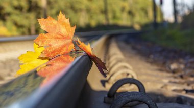 Sarı akçaağaç yaprağı eski paslı raylar üzerinde. Yalnızlık ve sonbahar başlangıcı kavramı.