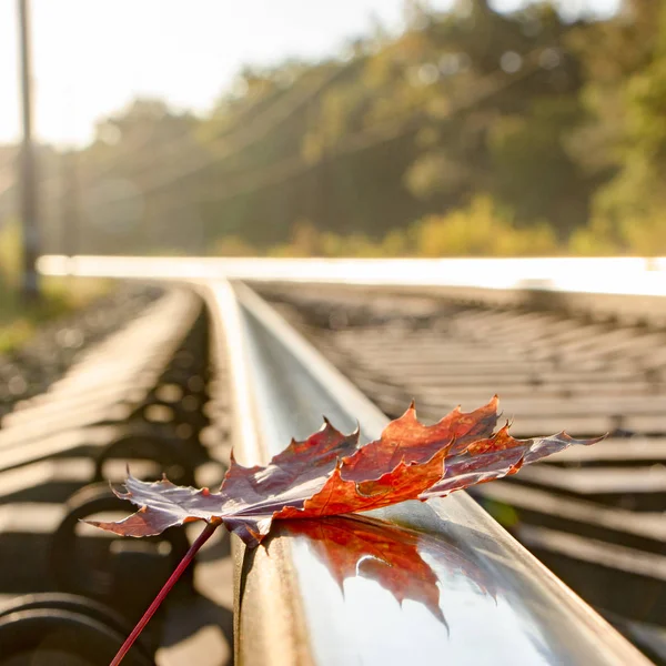 Gele Maple Leaf Oude Roestige Rails Concept Van Eenzaamheid Het — Stockfoto