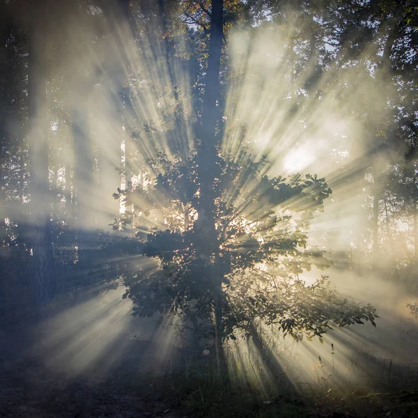 Beautiful Morning Scene Sun Rays Break Branches Trees Background — Stock Photo, Image