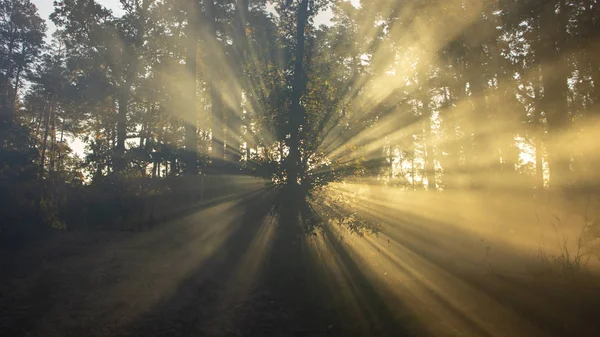 Красивая Утренняя Сцена Солнечные Лучи Прорываются Сквозь Ветви Деревьев Фон — стоковое фото
