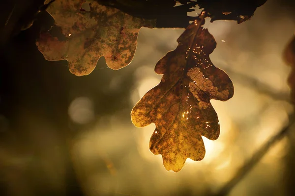 Ветка Желтыми Листьями Против Солнечного Света Близко — стоковое фото