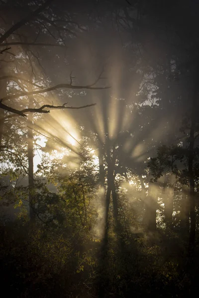 Frescura Mañana Una Hermosa Cara Otoño Rayo Sol Pasa Través — Foto de Stock