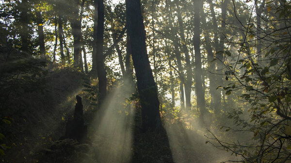 Утренняя свежесть в красивом осеннем лице, луч солнца проходит через ветви redays на рассвете.