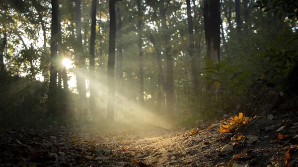 Утренняя Свежесть Красивом Осеннем Лице Луч Солнца Проходит Через Ветви — стоковое фото