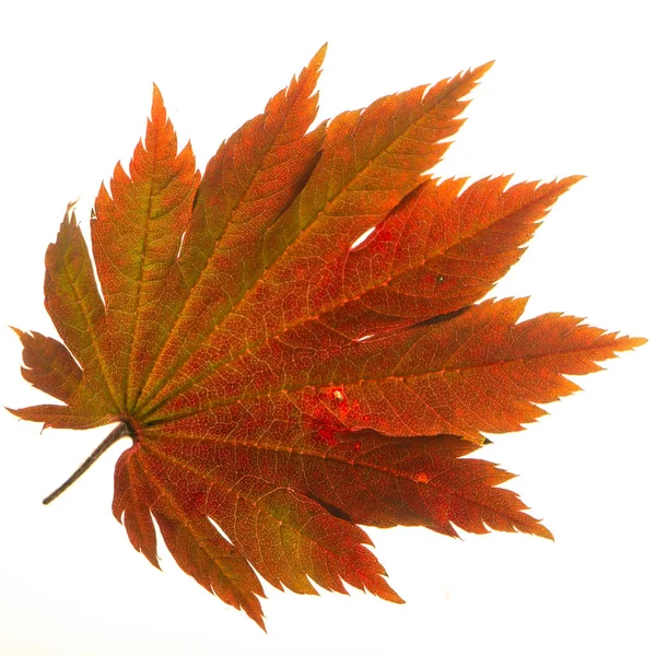 Geel Blad Van Japanse Esdoorn Een Witte Achtergrond Close — Stockfoto