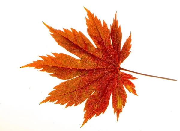 Geel Blad Van Japanse Esdoorn Een Witte Achtergrond Close — Stockfoto