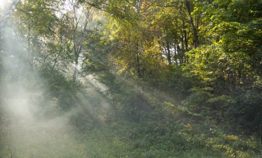 Güzel bir sonbahar yüzüyle sabah tazeliği, Şafak sökerken günlerin dallarından bir güneş ışığı geçiyor.
