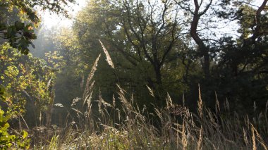 Güzel bir sonbahar yüzüyle sabah tazeliği, Şafak sökerken günlerin dallarından bir güneş ışığı geçiyor.