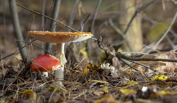 Amanita Muscaria Vliegenzwam Rode Paddestoelen Met Witte Vlekken Gras — Stockfoto