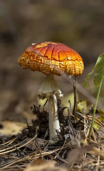 Amanita Muscaria Flugsvamp Röd Svamp Med Vita Fläckar Gräset — Stockfoto