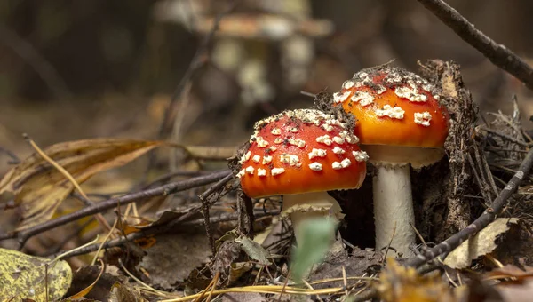 Amanita Muscaria Vliegenzwam Rode Paddestoelen Met Witte Vlekken Gras — Stockfoto