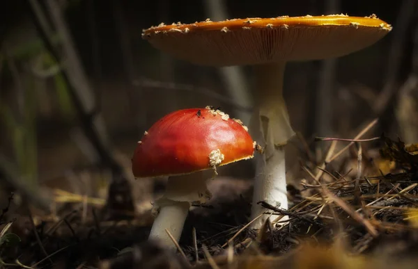 Amanita Muscaria Muchomor Czerwony Grzyby Białych Plam Trawie — Zdjęcie stockowe