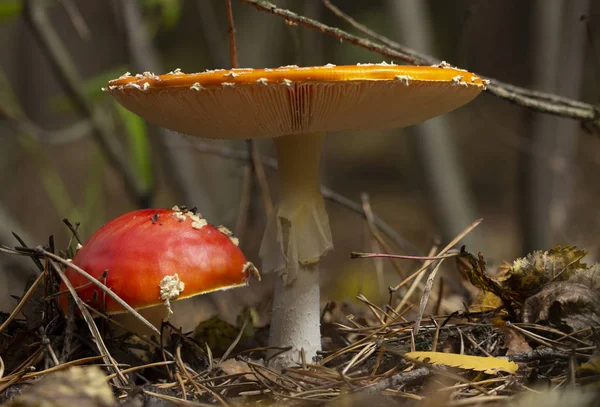 Amanita Muscaria Vliegenzwam Rode Paddestoelen Met Witte Vlekken Gras — Stockfoto