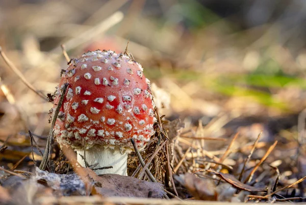 Amanita Muscaria Vliegenzwam Rode Paddestoelen Met Witte Vlekken Gras — Stockfoto