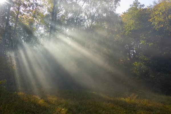 Frescura Mañana Una Hermosa Cara Otoño Rayo Sol Pasa Través — Foto de Stock