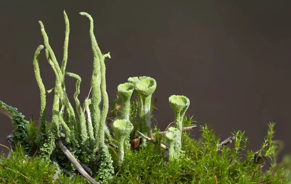 Muschio Verde Alla Luce Del Mattino Macro Primo Piano — Foto Stock