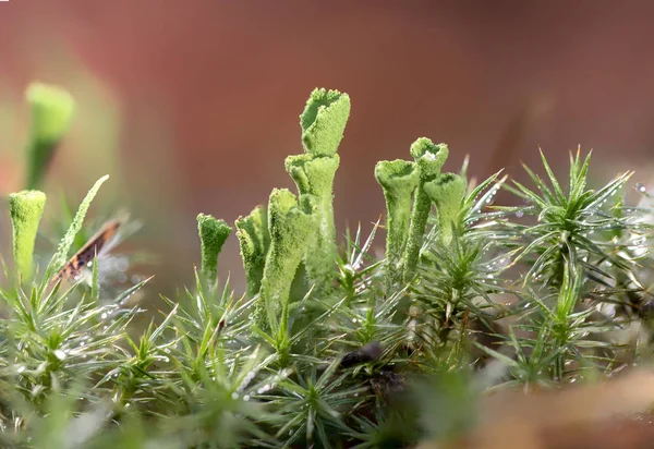 Muschio Verde Alla Luce Del Mattino Macro Primo Piano — Foto Stock