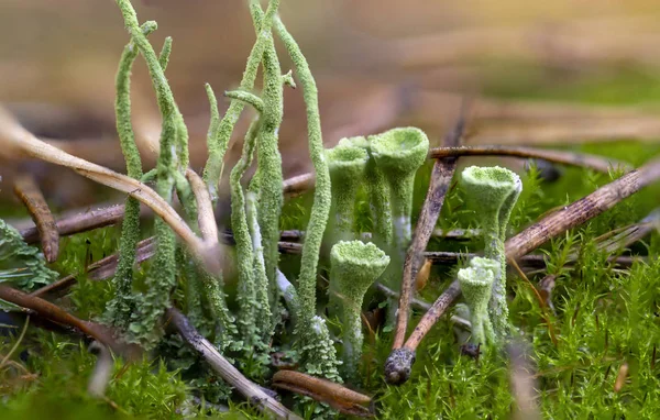 Muschio Verde Alla Luce Del Mattino Macro Primo Piano — Foto Stock