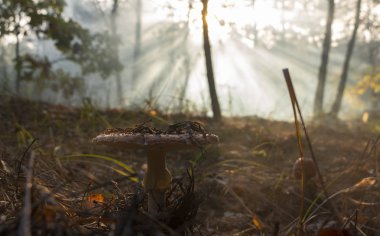 Amanita muscaria sinek agaric kırmızı mantar çim beyaz noktalar ile.