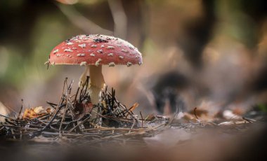 Amanita muscaria sinek agaric kırmızı mantar çim beyaz noktalar ile.