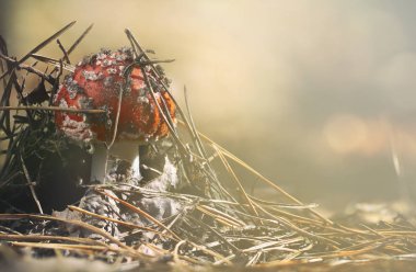 Amanita muscaria sinek agaric kırmızı mantar çim beyaz noktalar ile.