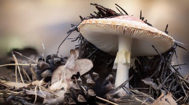 Amanita muscaria sinek agaric kırmızı mantar çim beyaz noktalar ile.