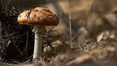 Amanita muscaria sinek agaric kırmızı mantar çim beyaz noktalar ile.