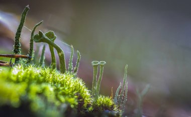 Yeşil yosun sabah ışık. makro yakın çekim