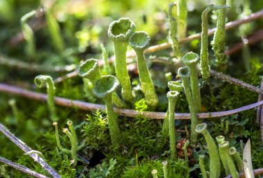 Yeşil yosun sabah ışık. makro yakın çekim
