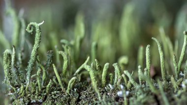 Yeşil yosun sabah ışık. makro yakın çekim