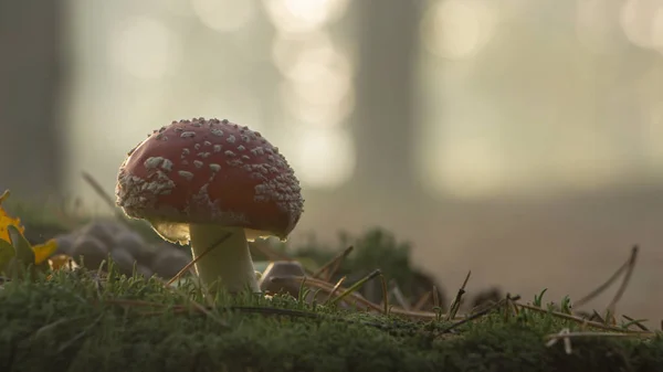 草の白い斑点とキノコの Amanita Muscaria ベニテングタケ赤 — ストック写真