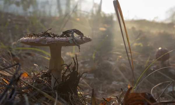 Amanita Muscaria Muchomor Czerwony Grzyby Białych Plam Trawie — Zdjęcie stockowe