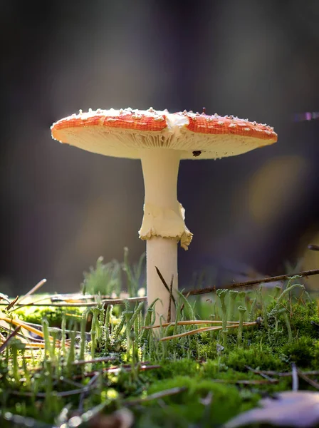 Amanita Muscaria Muchomor Czerwony Grzyby Białych Plam Trawie — Zdjęcie stockowe