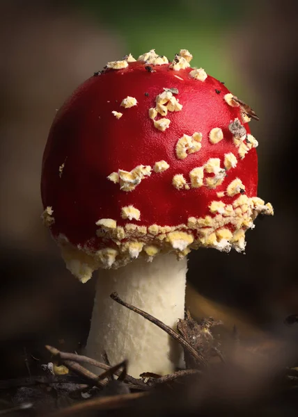 Amanita Muscaria Fly Agaric Red Mushroms White Spots Grass — стоковое фото