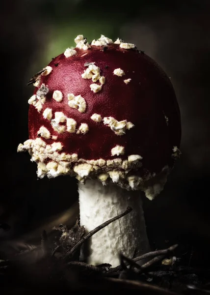 Amanita Muscaria Muchomůrka Červená Houby Bílými Skvrnami Trávě — Stock fotografie