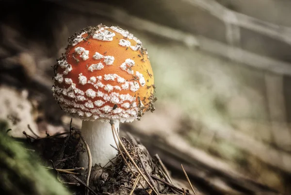 Amanita Muscaria Mosca Agaric Cogumelos Vermelhos Com Manchas Brancas Grama — Fotografia de Stock