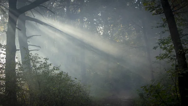 Frescura Mañana Una Hermosa Cara Otoño Rayo Sol Pasa Través — Foto de Stock