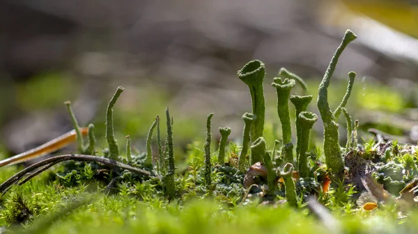 Muschio Verde Alla Luce Del Mattino Macro Primo Piano — Foto Stock