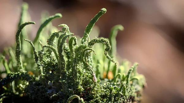 Muschio Verde Alla Luce Del Mattino Macro Primo Piano — Foto Stock