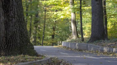 Güneşli bir sonbahar ormandaki asfalt yol.