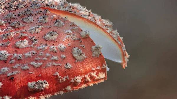 Amanita Muscaria Fly Agaric Red Mushroms White Spots Grass — стоковое фото