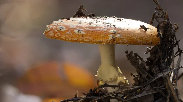 草の白い斑点とキノコの Amanita Muscaria ベニテングタケ赤 — ストック写真