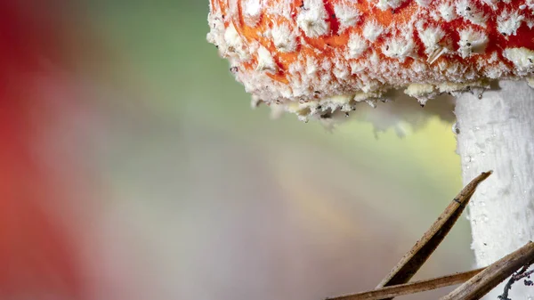 草の白い斑点とキノコの Amanita Muscaria ベニテングタケ赤 — ストック写真