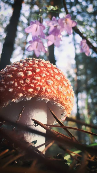 Amanita Muscaria Légyölő Galóca Piros Gomba Fehér Foltok Fűben — Stock Fotó