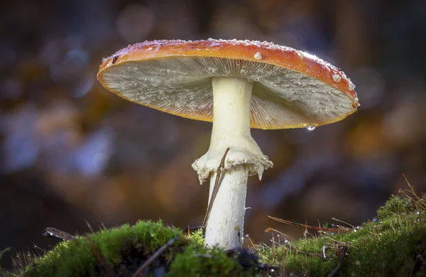 Amanita Muscaria Flugsvamp Röd Svamp Med Vita Fläckar Gräset — Stockfoto