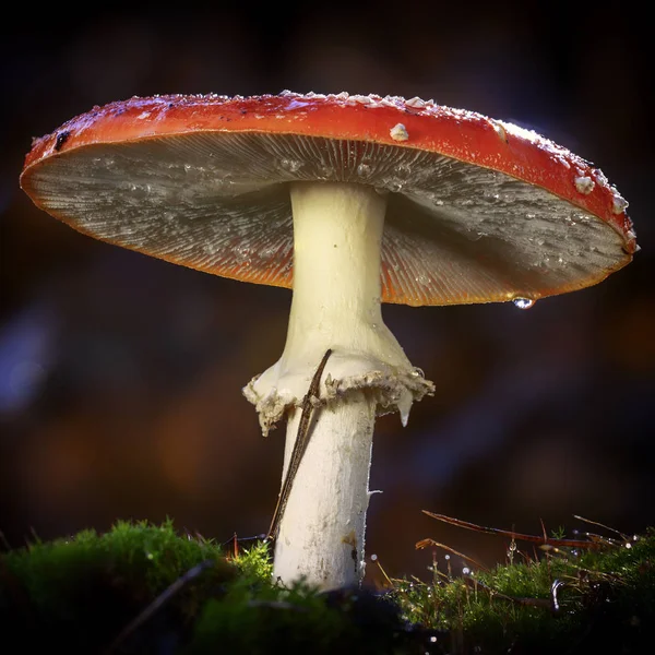 Amanita Muscaria Fly Agaric Red Mushrooms White Spots Grass — Stock Photo, Image