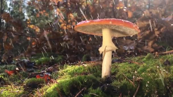 Mushroom Chroogomphus Rutilus Close — Stock Video