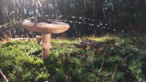 Cogumelo Chroogomphus Rutilus Perto — Vídeo de Stock